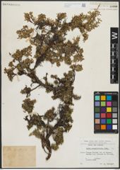 Foto von Salix serpyllifolia Scop.